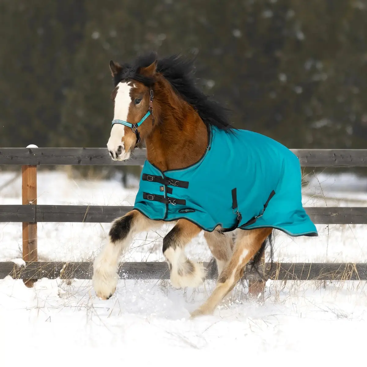 1200D Heavyweight 300G Horse Winter Turnout Blanket - Waterproof & Breathable 1