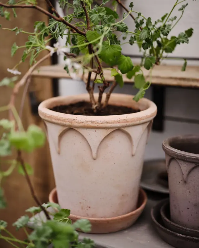 Bergs Elizabeth Terracotta Pot, Rosa, 14Cm (5.5") 1