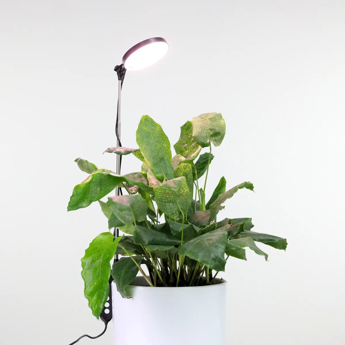 Mossify 28" Adjustable Led Plant Light, Black 1