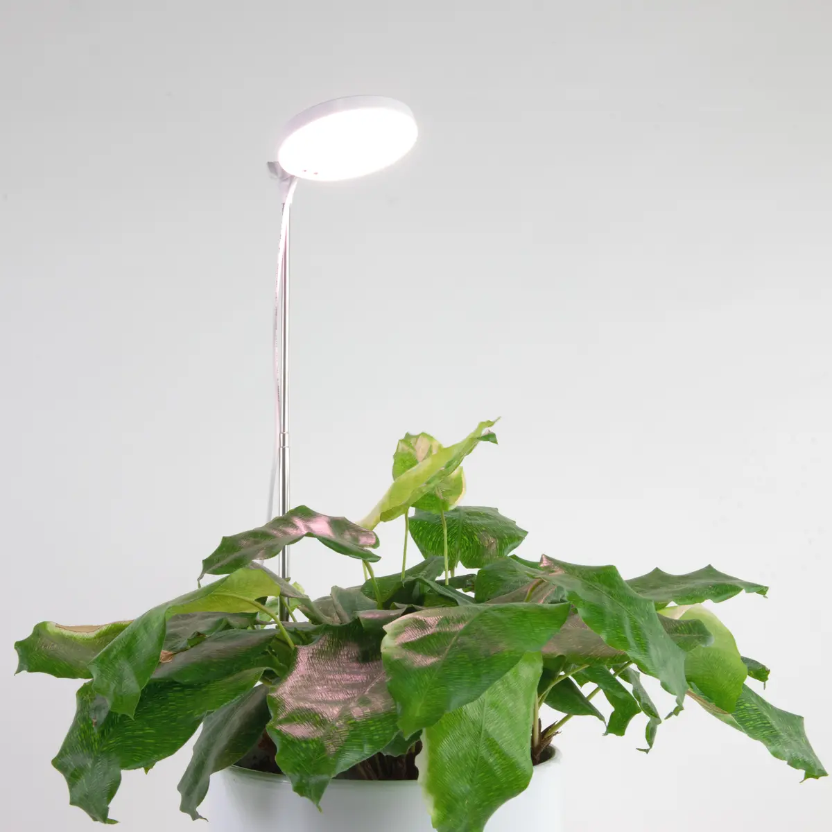 Mossify 28" Adjustable Led Plant Light, White 1