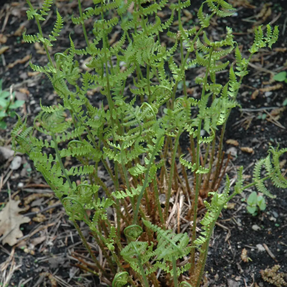 Fern Dryopteris Marginalis (Eastern Wood Fern) *Tb* 1