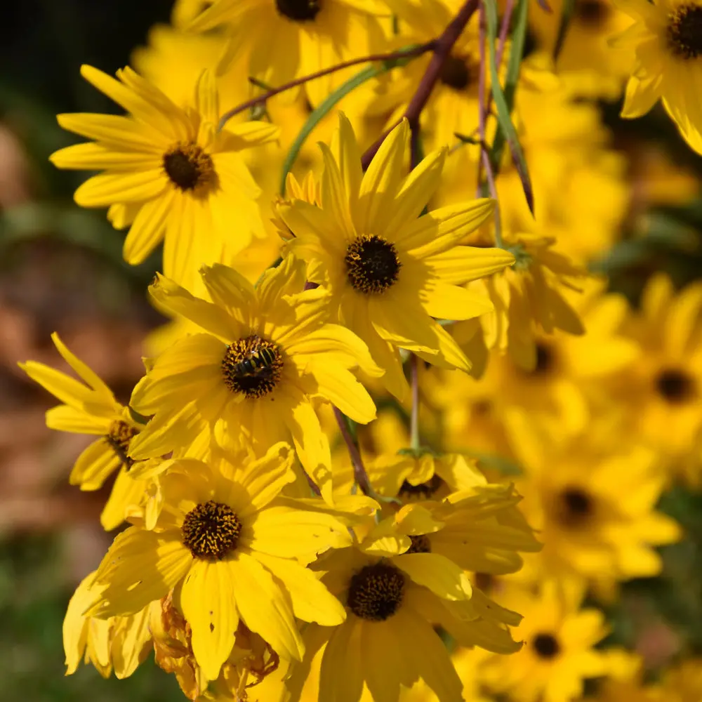 Helianthus Angustifolius (Swamp Sunflower) *Tb* 1