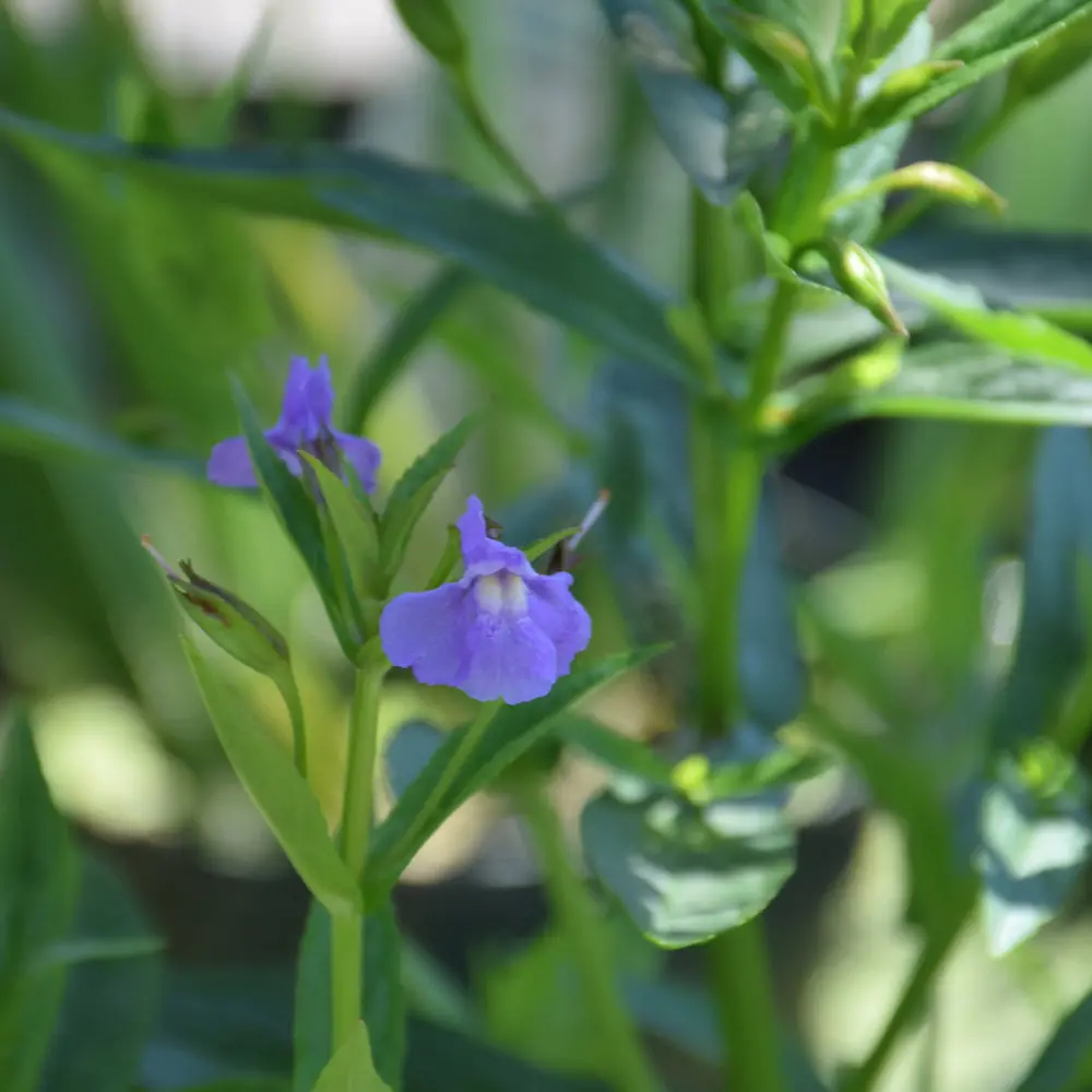 Mimulus Ringens (Monkey Flower) *Tb* 1