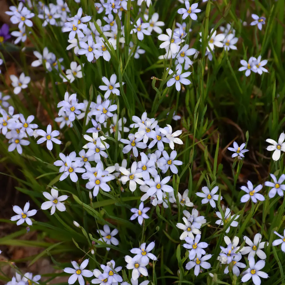 Sisyrinchium Angustifolium (Blue Eyed Grass) *Tb* 1