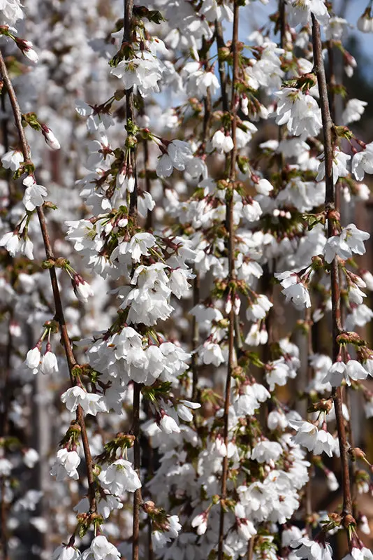 Prunus Snow Fountains R - #10C 1