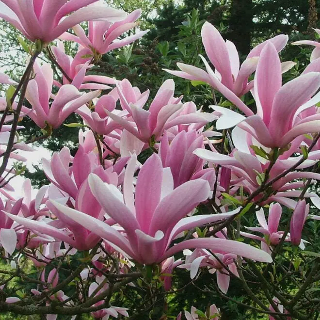 Magnolia ‘Betty' #7C 1