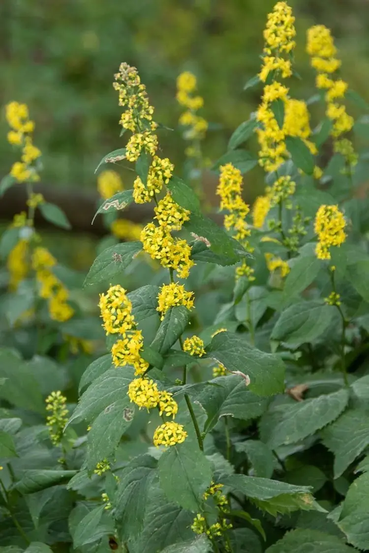 Solidago Flexicaulis (Zigzag Goldenrod) *Tb* 1