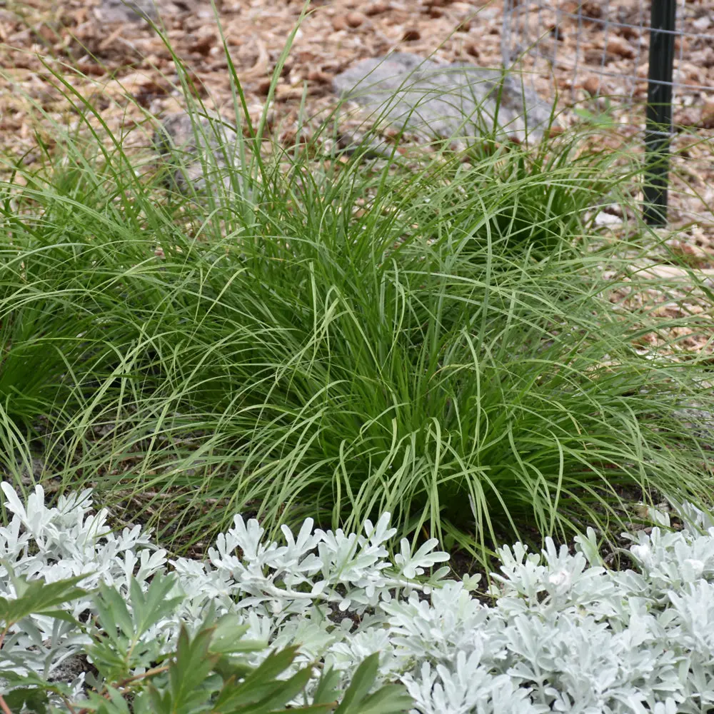 Grass - Carex Appalachica (Appalachian Sedge) *Tb* 1