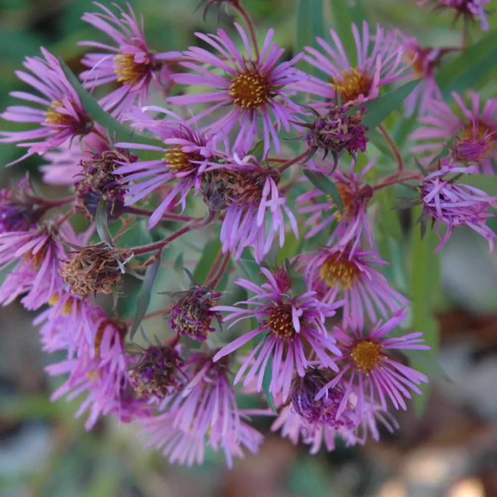 Symphyotrichum Novae-Angliae (New England Aster) *Tb* 1