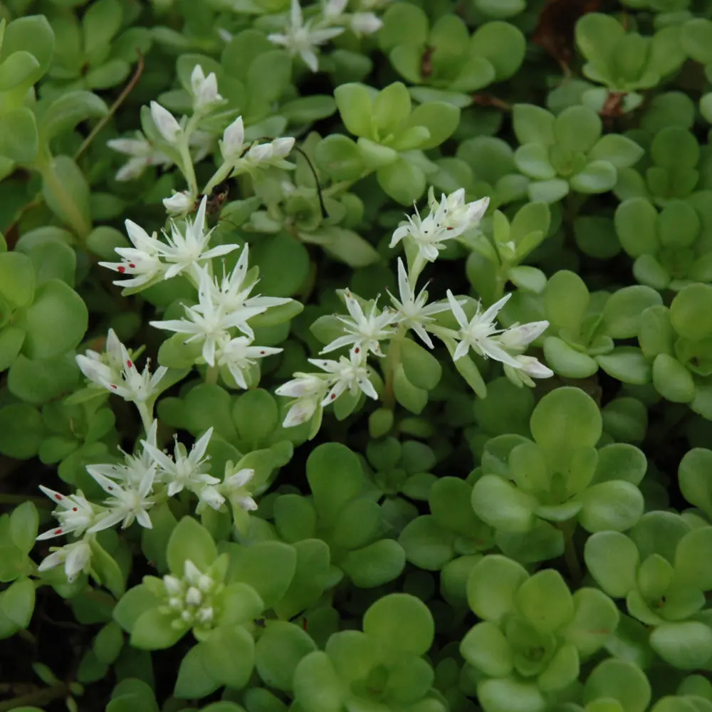 Sedum Ternatum (Woodland Stonecrop) *Tb* 1