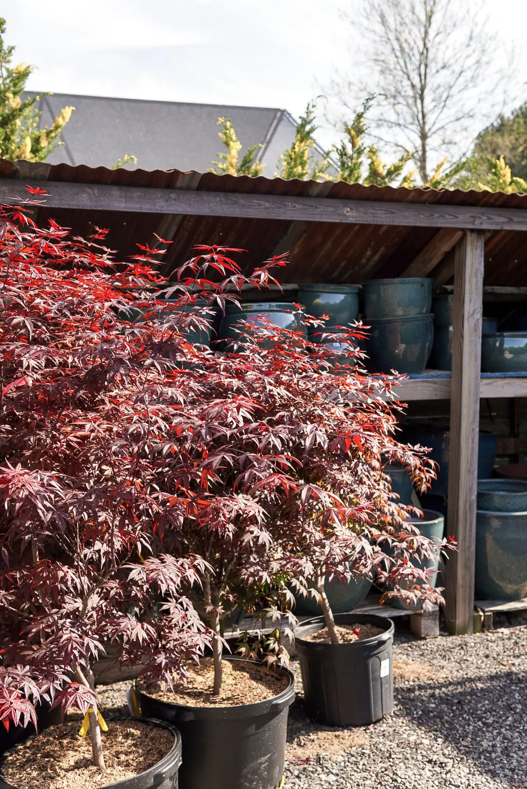 Acer Pal. 'Bloodgood' 3-4' #7C 1