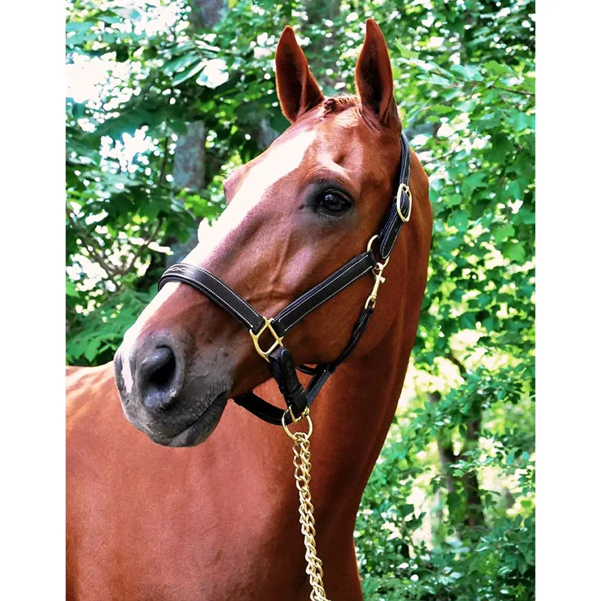 Kl Black Oak Willow Halter 1