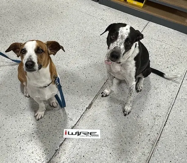 Buy Leeloo And Stanley A Treat - Get An Iwire Sticker 1