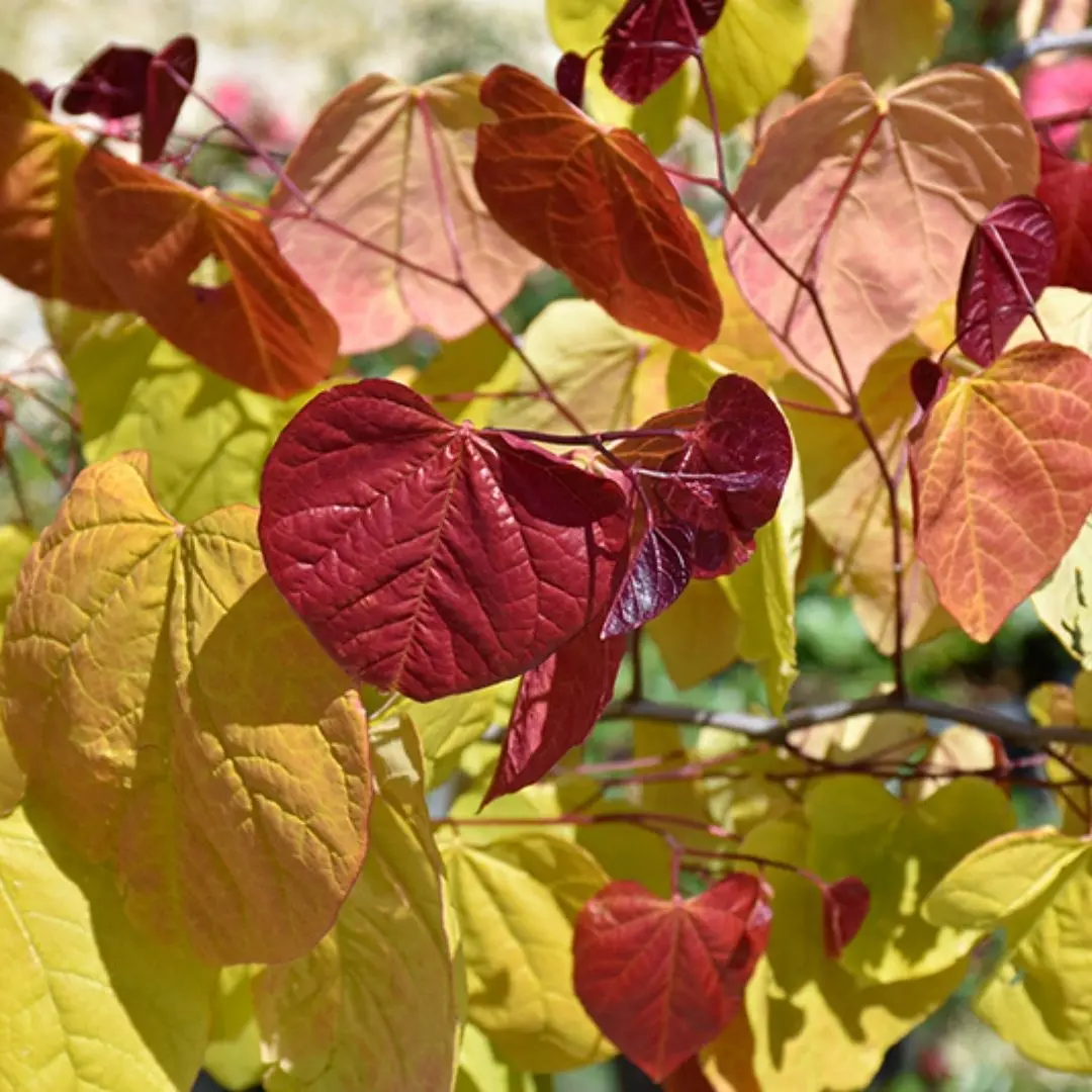 Cercis Can. Hearts Afire™ 1