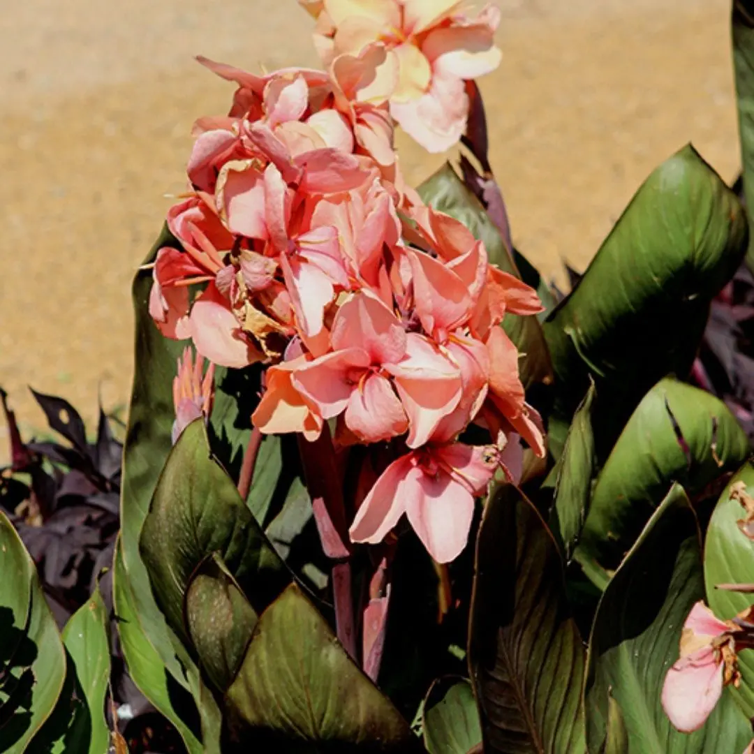 Cannova Casa Bronze Peach 1