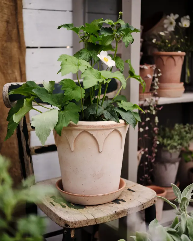 Bergs Elizabeth Terracotta Pot, Rosa, 16Cm (6.3") 1