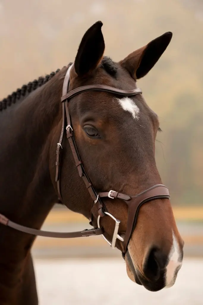 Kl Select Tucson Bridle - Clearance 1