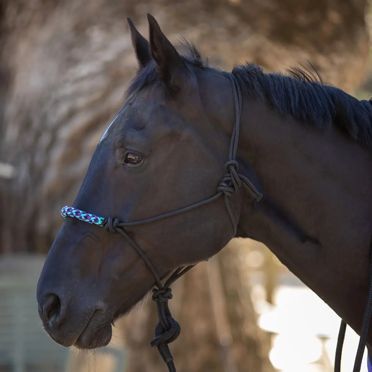 Clinician Training Rope Halter With Braided Nose 3