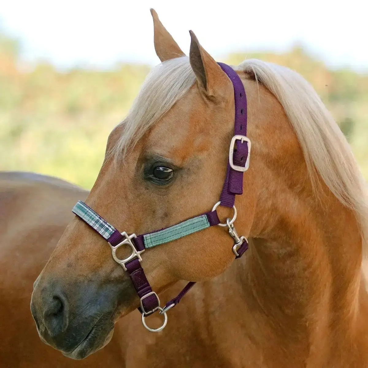 Nylon Halter With Textilene 3