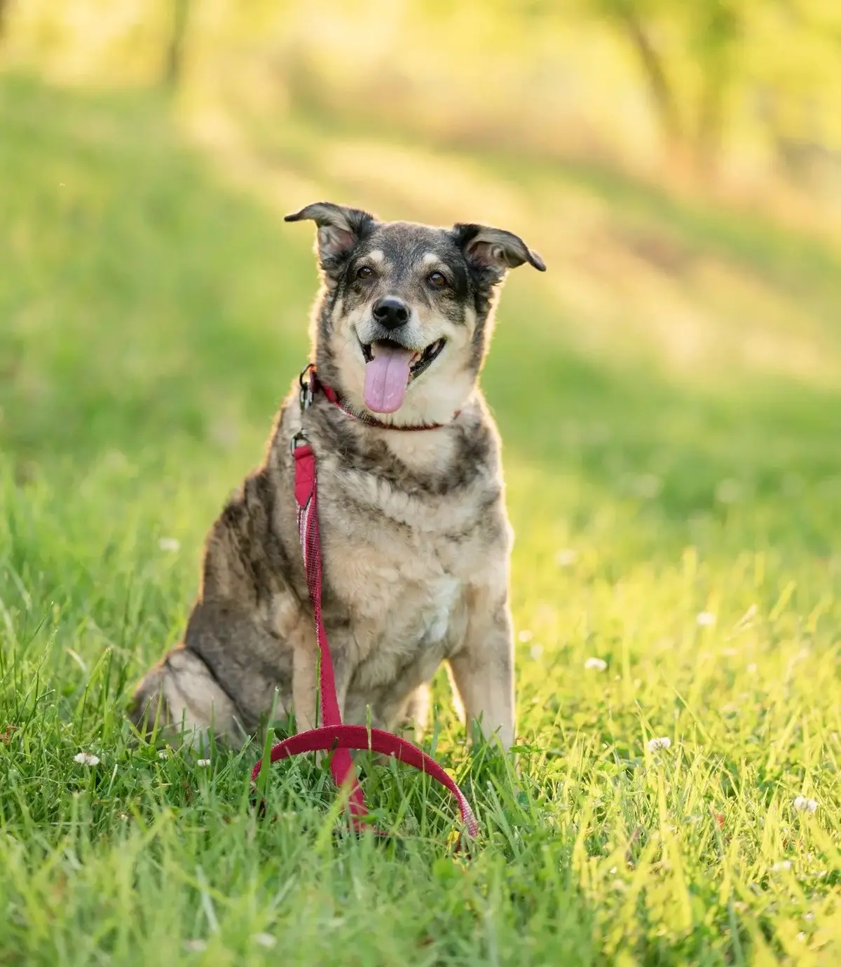 Nylon/Textilene Dog Collar - Safety Reflective With Comfort Padding 1