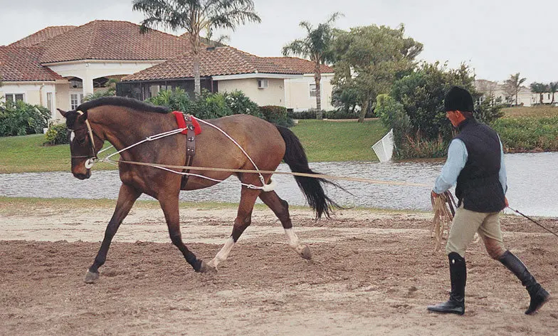 Pessoa Lunging System 1