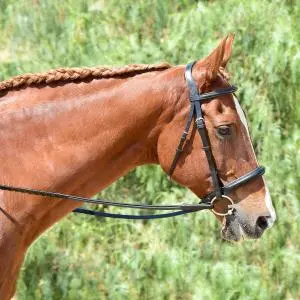 Bobby's English Tack Eventer Heavy Duty Padded Bridle 1