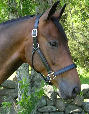 Kl Oak Sycamore Leather Halter 1