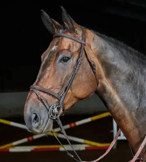 Whitaker Flash Bridle - Brown 1
