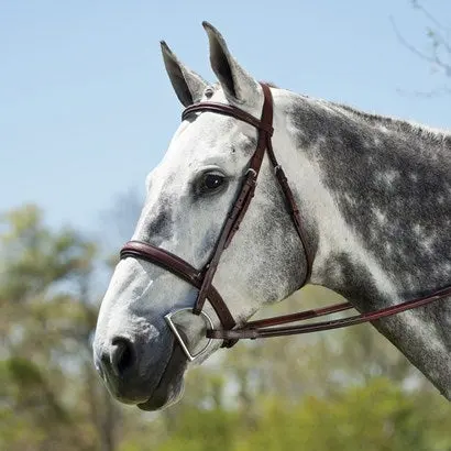 Edgewood Fancy Stitched, Raised, Padded Hunter Bridle 1" 1