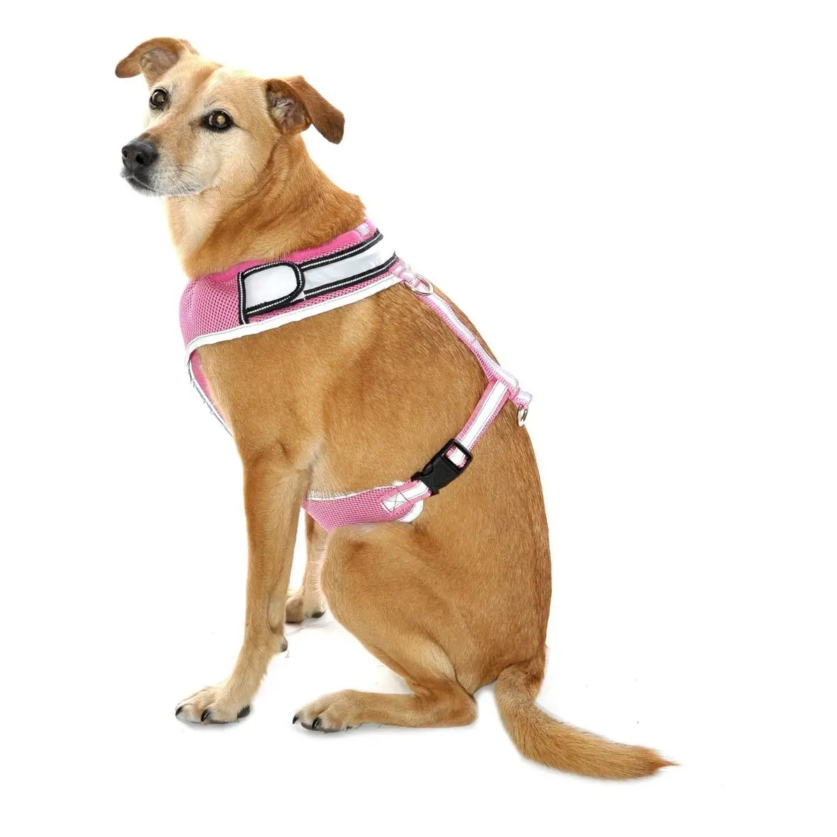Equisafety Led Flashing Hi Vis Reflective Dog Harness 1