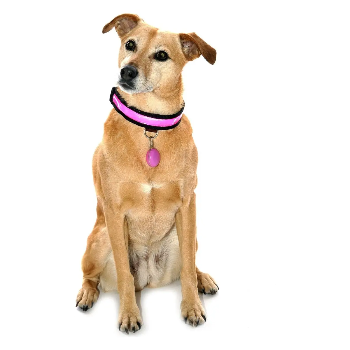 Equisafety Reflective Led Flashing Dog Collar - Pink 1