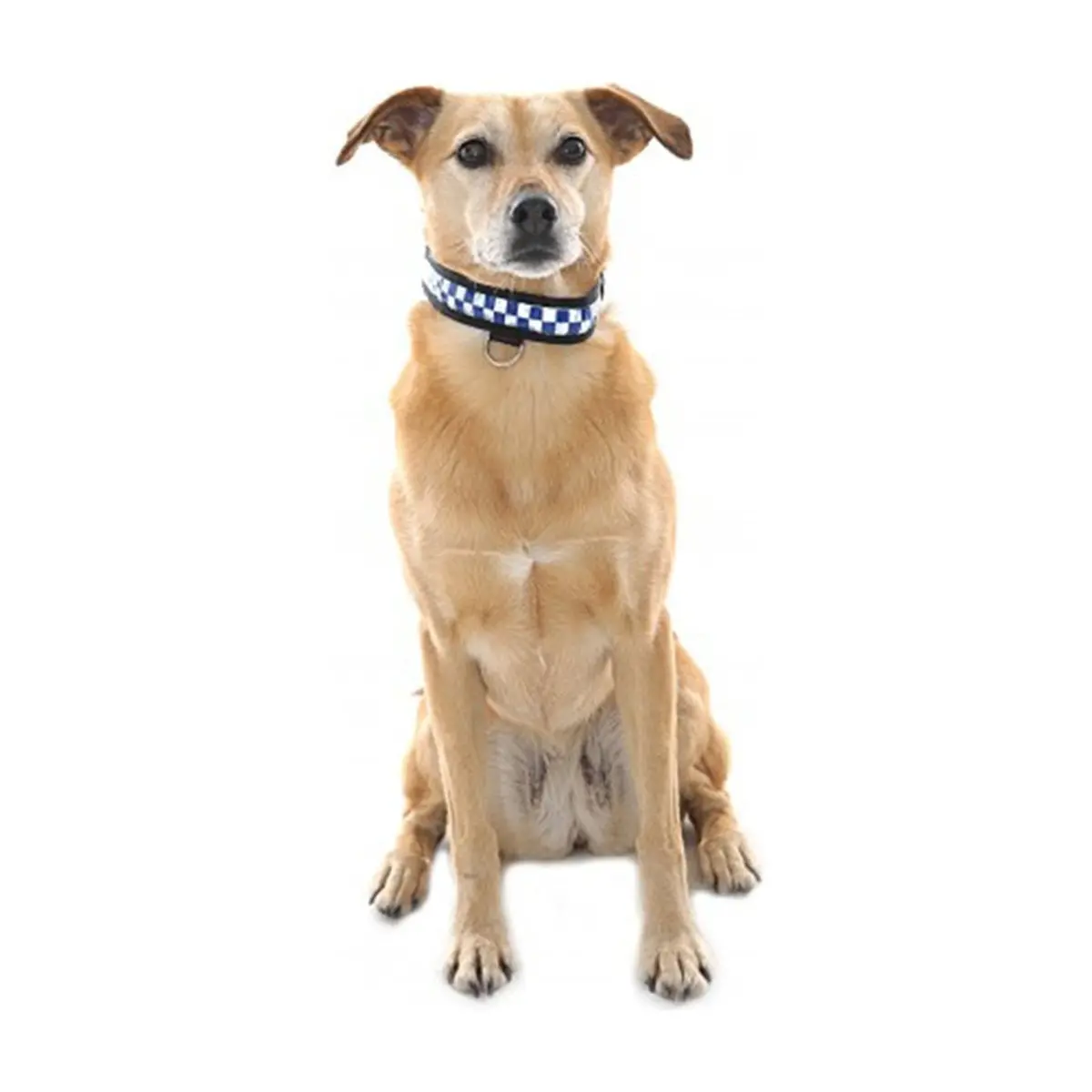 Equisafety Reflective Led Polite Flashing Dog Collar 1