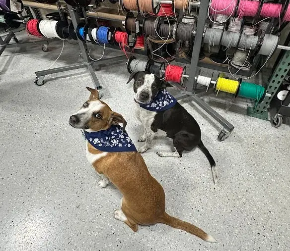 Iwire Dog Bandana 1