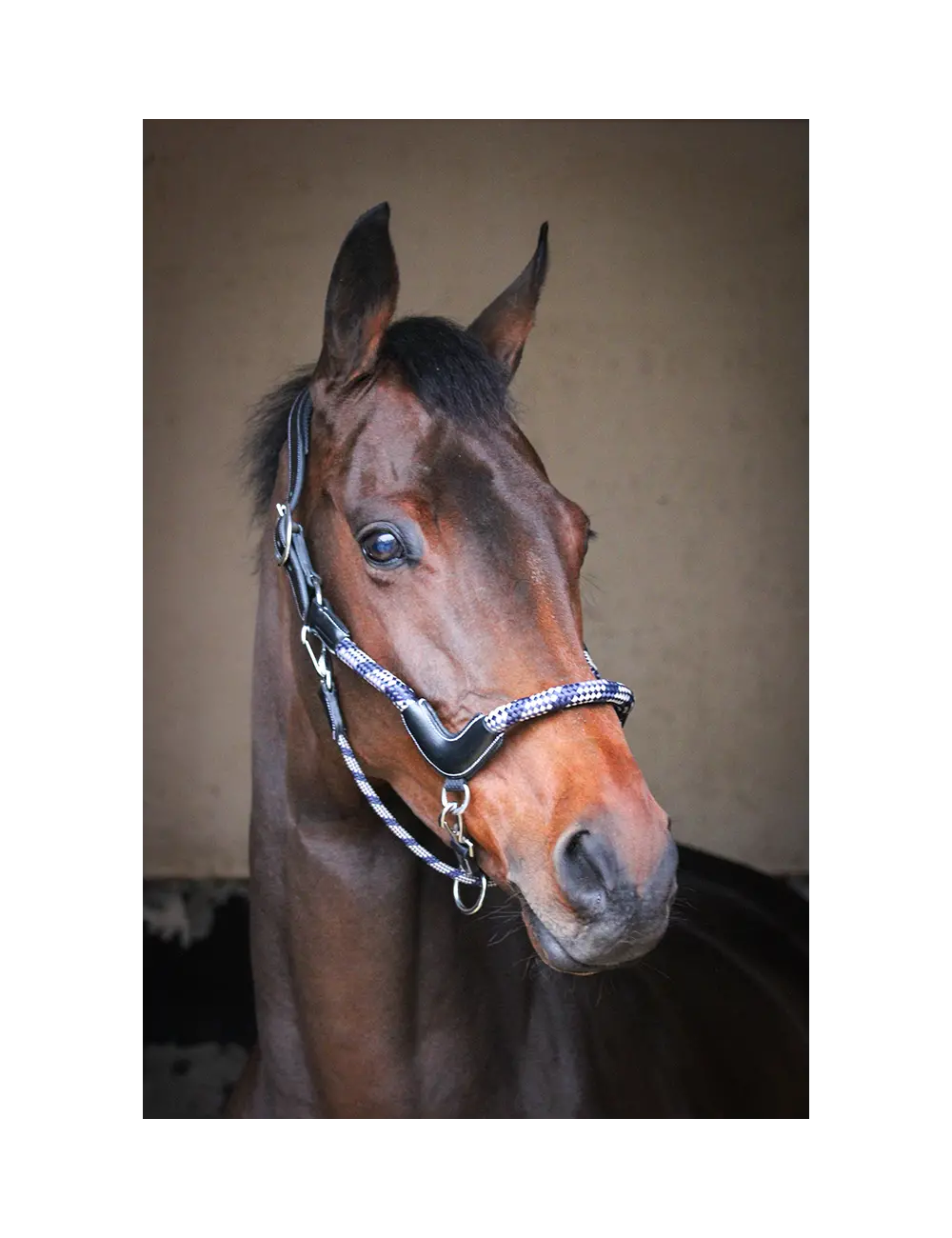 Jump'in Travel Rope Halter 1