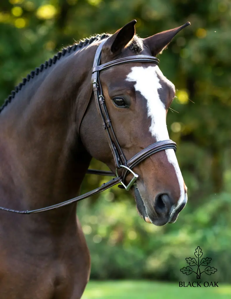 Kl Black Oak Laurel Bridle 1