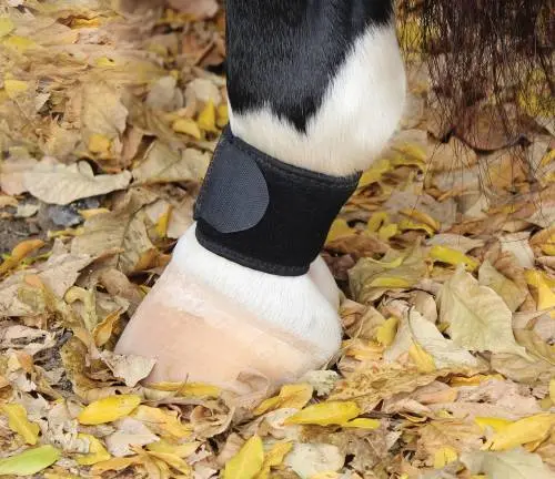 Professional's Choice Ventech Pastern Wrap 1