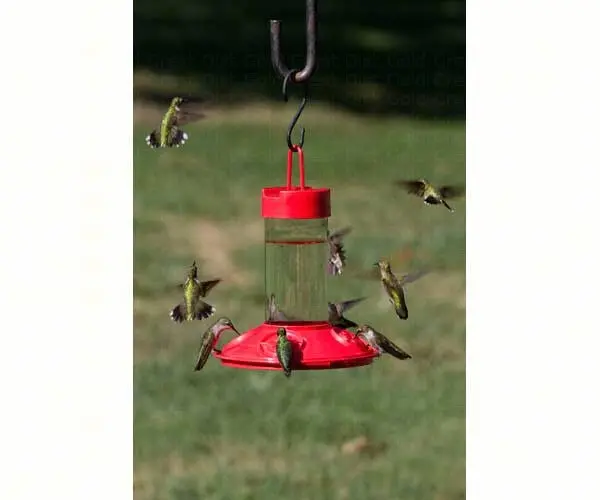 Songbird Essentials Dr. Jb's 16 Oz Clean Feeder All Red 1