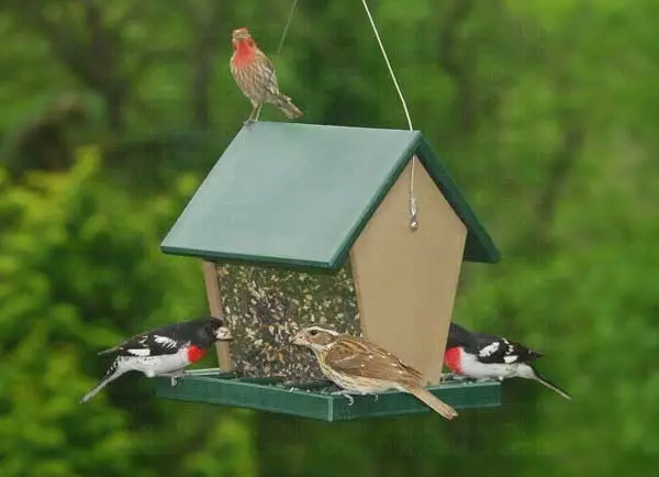 Songbird Essentials Recycled Plastic Large Hopper Feeder 1