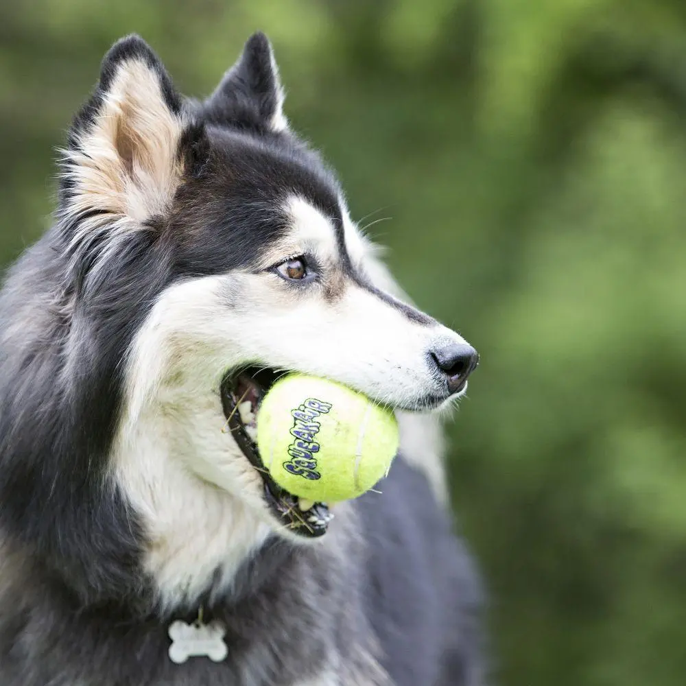 Kong Airdog Squeakair Ball Dog Toy 2