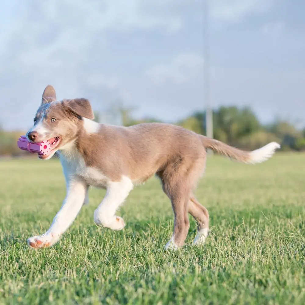 Kong Puppy Teething Stick Dog Toy 2