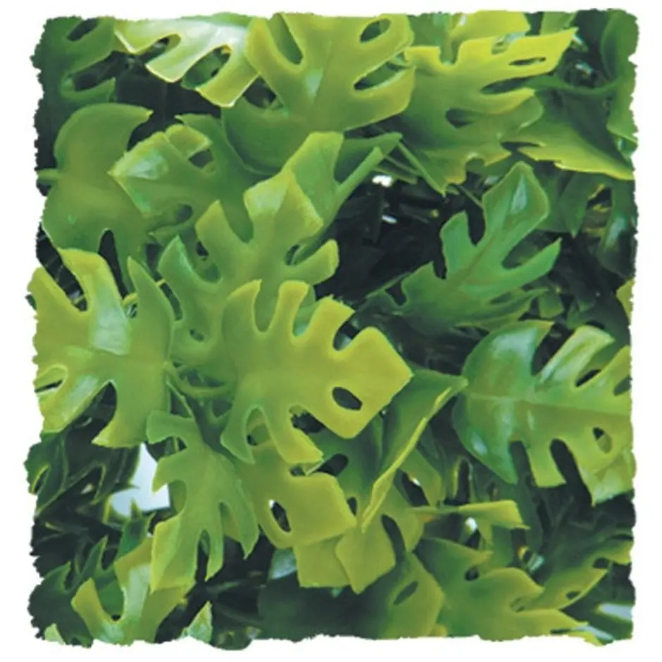 Natural Bush Amazonian Phyllo Plant 1