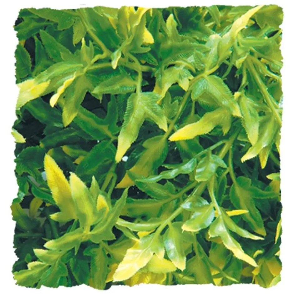 Natural Bush Bolivian Croton Plant 1