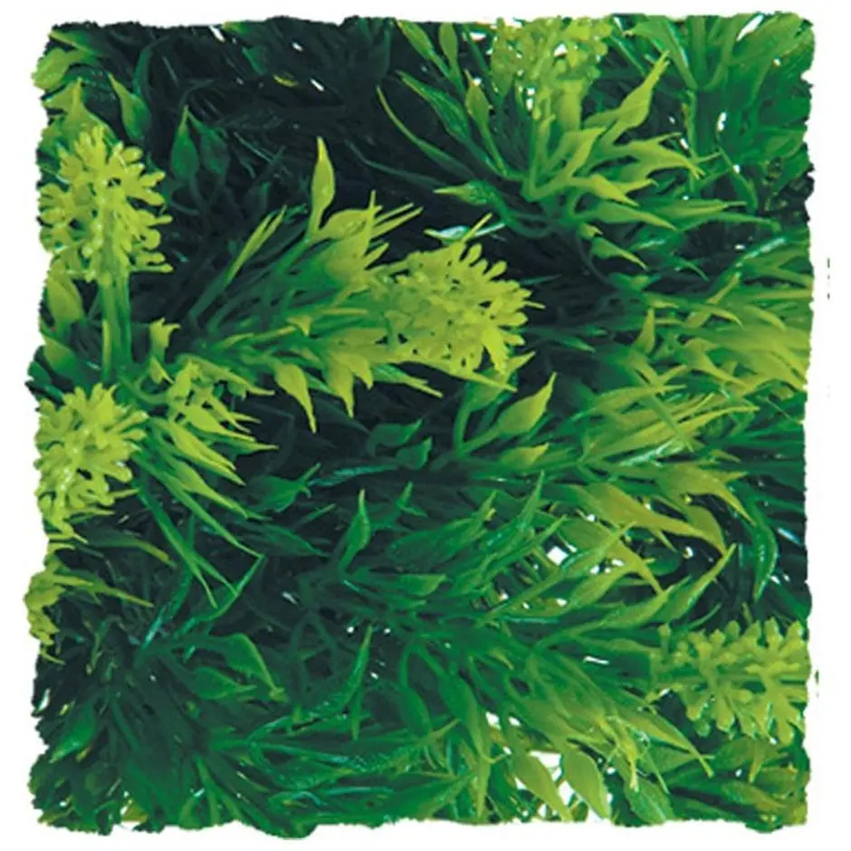 Natural Bush Malaysian Fern Plant 1