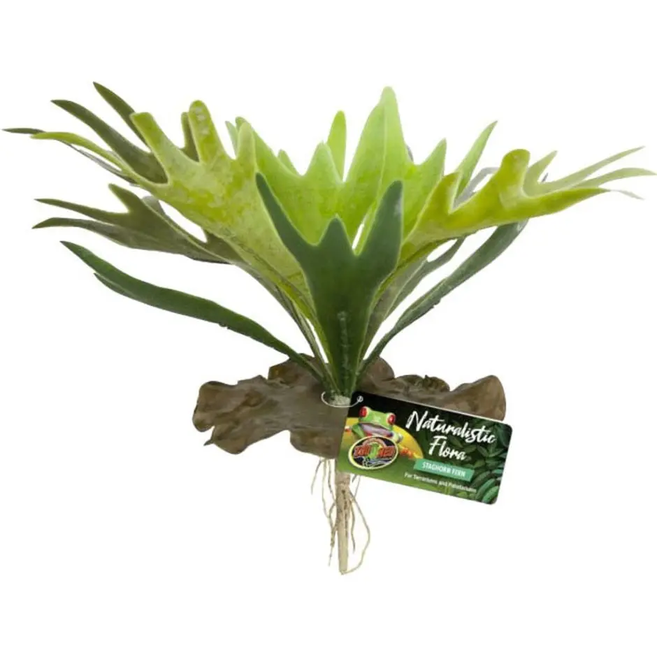 Naturalistic Flora Staghorn Fern 1