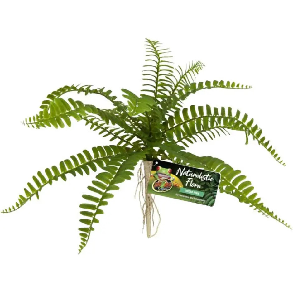 Naturalistic Flora Sword Fern 1