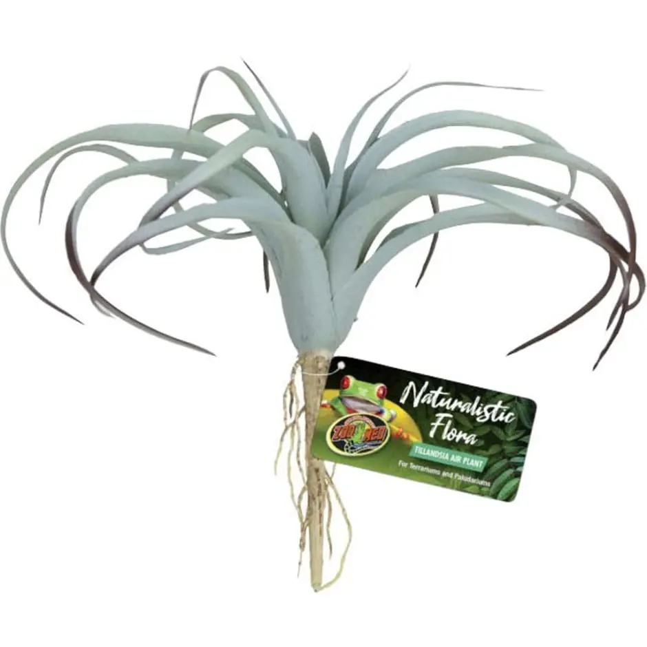 Naturalistic Flora Tillandsia Air Plant 1