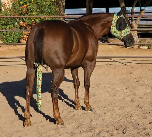 Horse Tail Bags 1