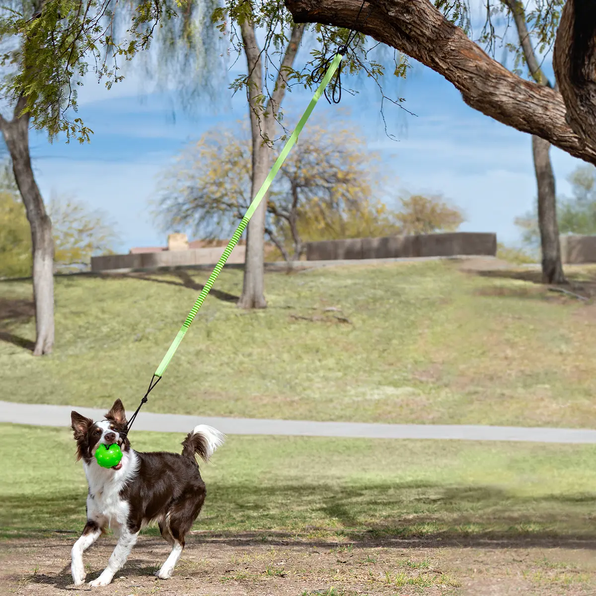 Jolly Pets Tree Tugger Bungee 1