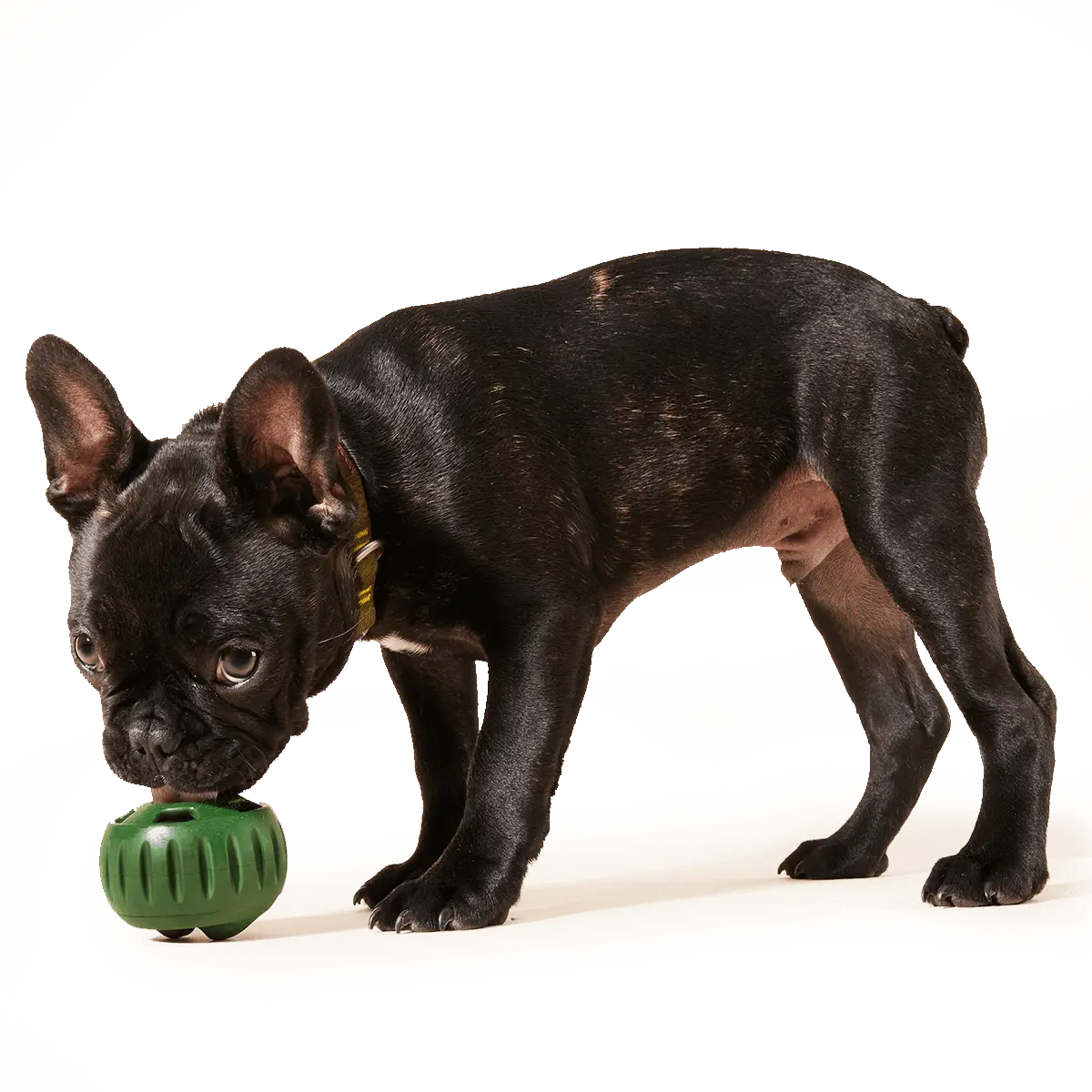 Woof Pupsicle Pops Dog Treats 3