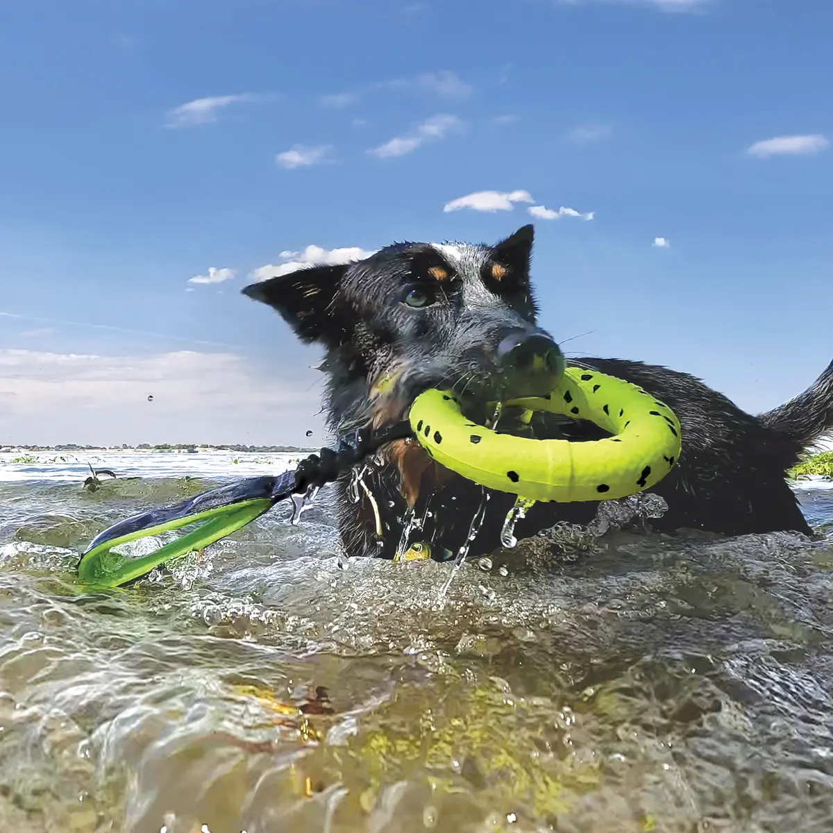 Kong Reflex Tug Dog Toy 2